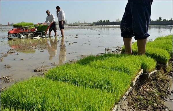 نگرانی کشاورزان سده لنجان از بسته شدن آب زاینده رود +عکس | روزنو