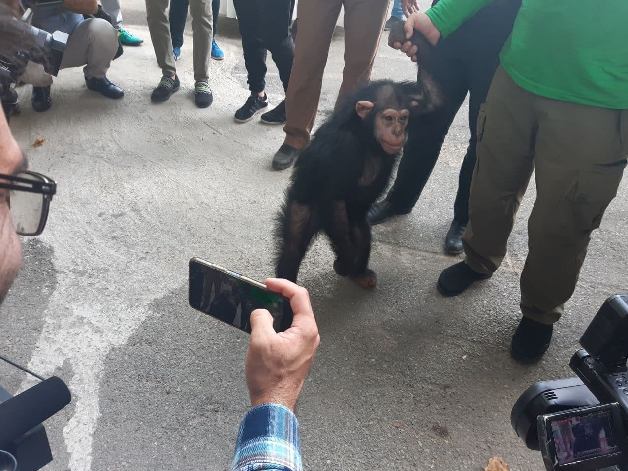 «باران»، شامپانزه باغ وحش ارم امشب راهی کنیا می‌شود