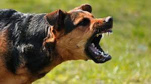 حمله سگ ولگرد به دو کودک در دماوند