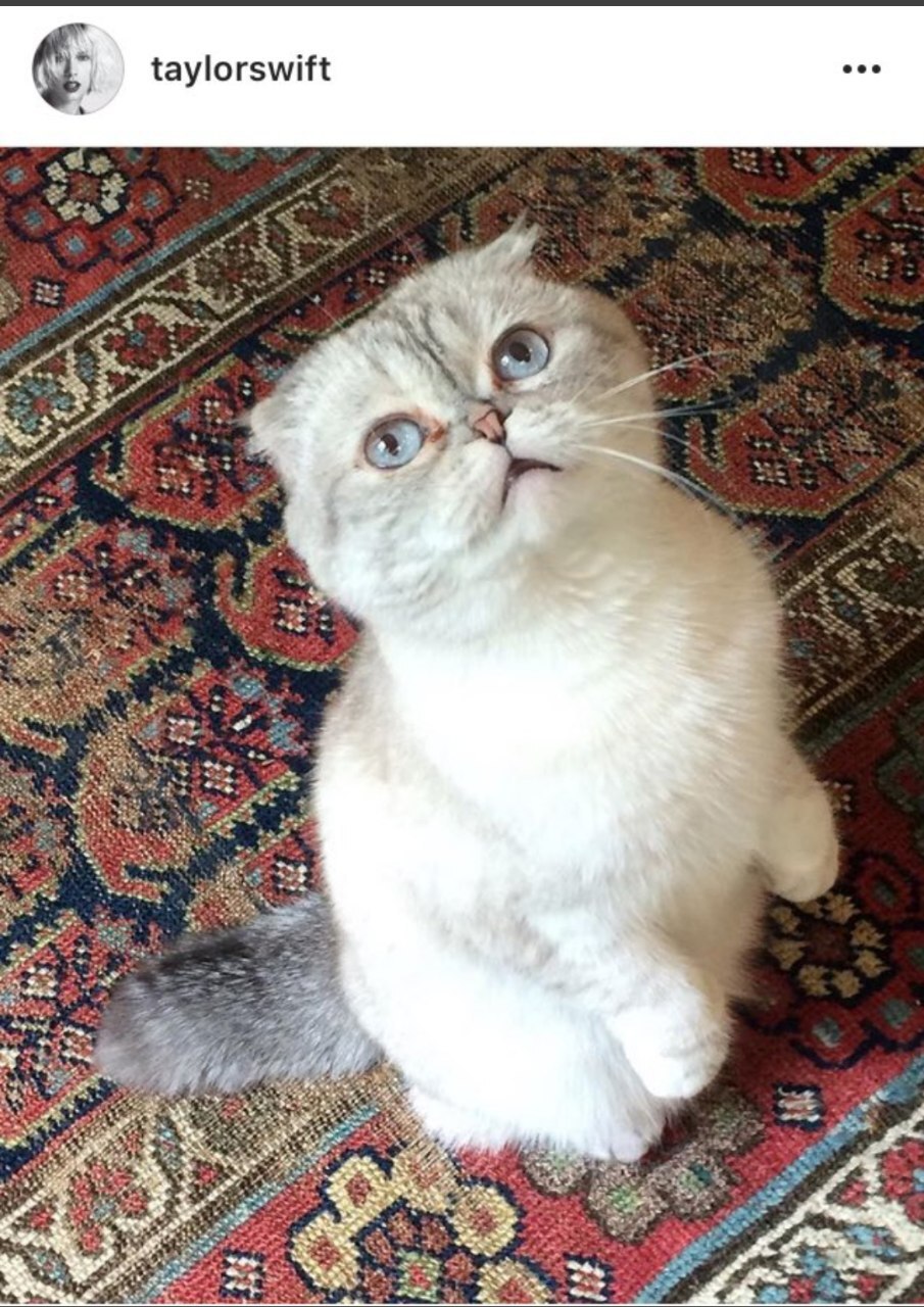 ارزش گربه تیلور سویفت به اندازه بودجه 12 سال دانشگاه‌های ایران/ عکس