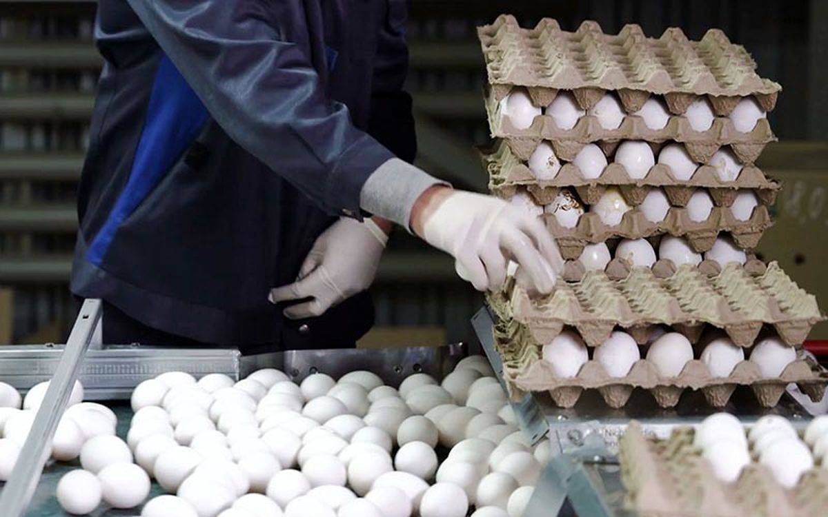 عبور هر شانه تخم‌ مرغ از مرز ۱۶۰ هزار تومان/ سکوت دولت در برابر تلاطم بازار ادامه دارد/ بگذارید مردم همین نان و تخم مرغ را بخورند!