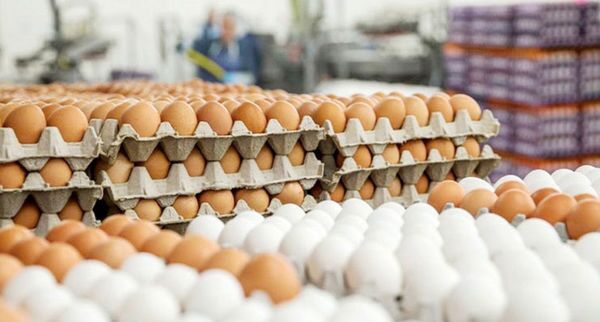 نقش دلالان در گرانی تخم مرغ چیست؟