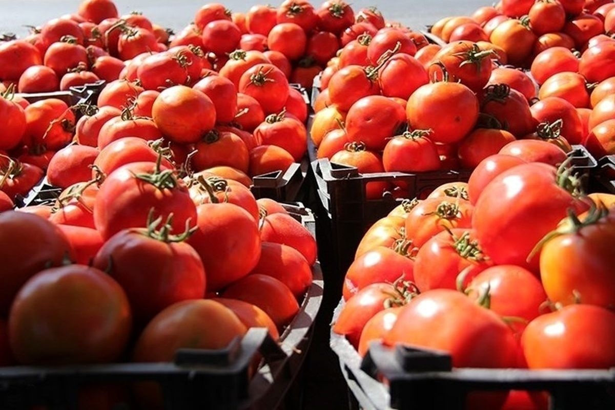 ممنوعیت صادرات پیاز و گوجه فرنگی