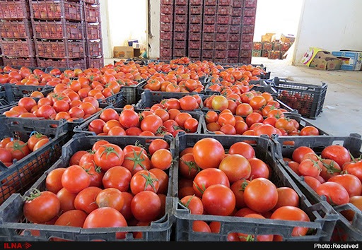 قیمت گوجه فرنگی سر به فلک کشید
