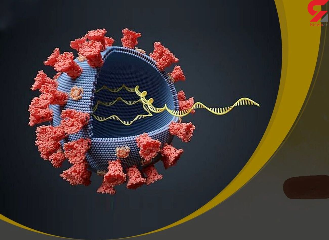 دو نوع جدید از ویروس کرونا در آمریکا شناسایی شد