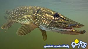 تمساح دریاچه چیتگر تمساح دریاچه چیتگر