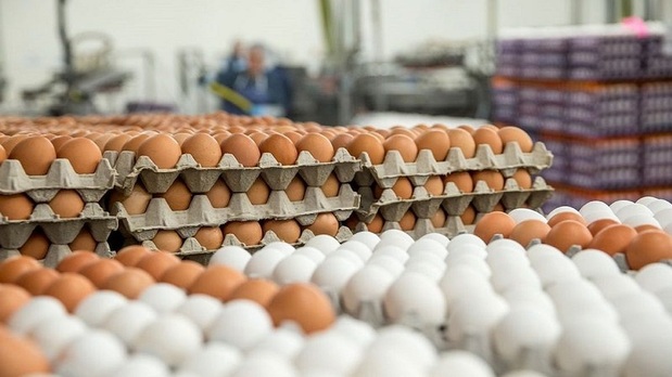 قیمت هر شانه تخم مرغ ۱۶ هزار و ۵۰۰ تومان