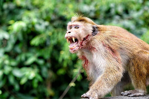 میمون‌ها منجر به مرگ کودکی دو ماهه شدند