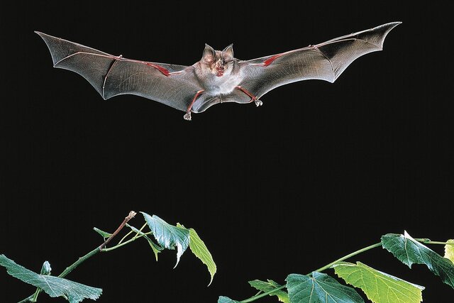 راز خفاش ها در نحوه انتقال ویروس فاش شده است
