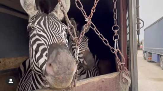 مرگ گورخر آفریقایی در یکی از باغ‌وحش‌های تهران