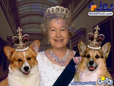 تاج‌گذاری سگ های جدید ملکه انگلیس +عکس