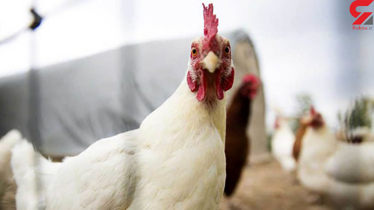 قیمت مرغ افزایشی می شود؟ / وضعیت نهاده ها و قیمت جوجه یکروزه در بازار