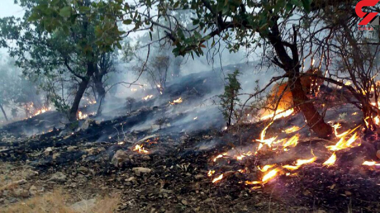 فاجعه در گلستان / 200 هکتار جنگل در 3 روز سوخت