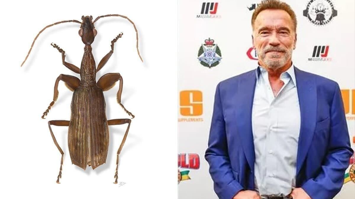 آرنولد به درد علی دایی دچار شد