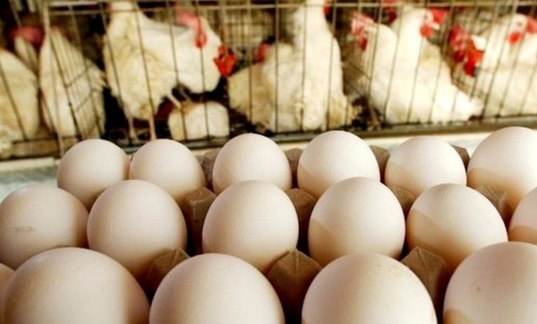 در صورت حذف ارز ترجیحی، قیمت تخم مرغ به 110 هزار تن و مرغ به 80 هزار تن می رسد.