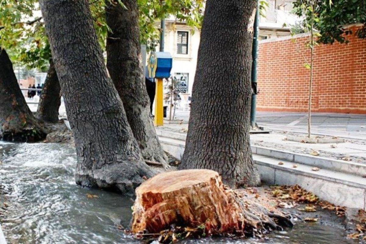 قطع ۲۰۰ درخت توسط مرکز زلزله‌نگاری دانشگاه تهران