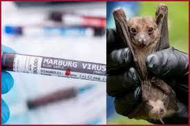 شیوع يك ویروس مرگبار جديد: ماربورگ چيست؟ / سازمان جهانی بهداشت جلسه فوری تشکیل داد
