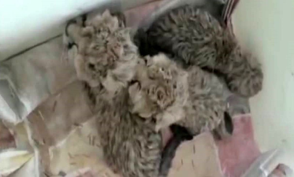 یکی از سه توله یوزپلنگ ایرانی تلف شد