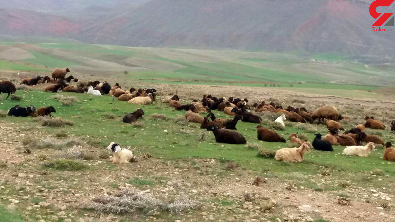 نجات معجزه آسای چوپان 14 ساله از کانال آب / ردپاها کمک کرد نجات معجزه آسای چوپان 14 ساله از کانال آب / ردپاها کمک کرد