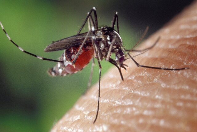 مشاهده پشه خطرناک و کشنده Eedes در 100 کیلومتری مرز ایران