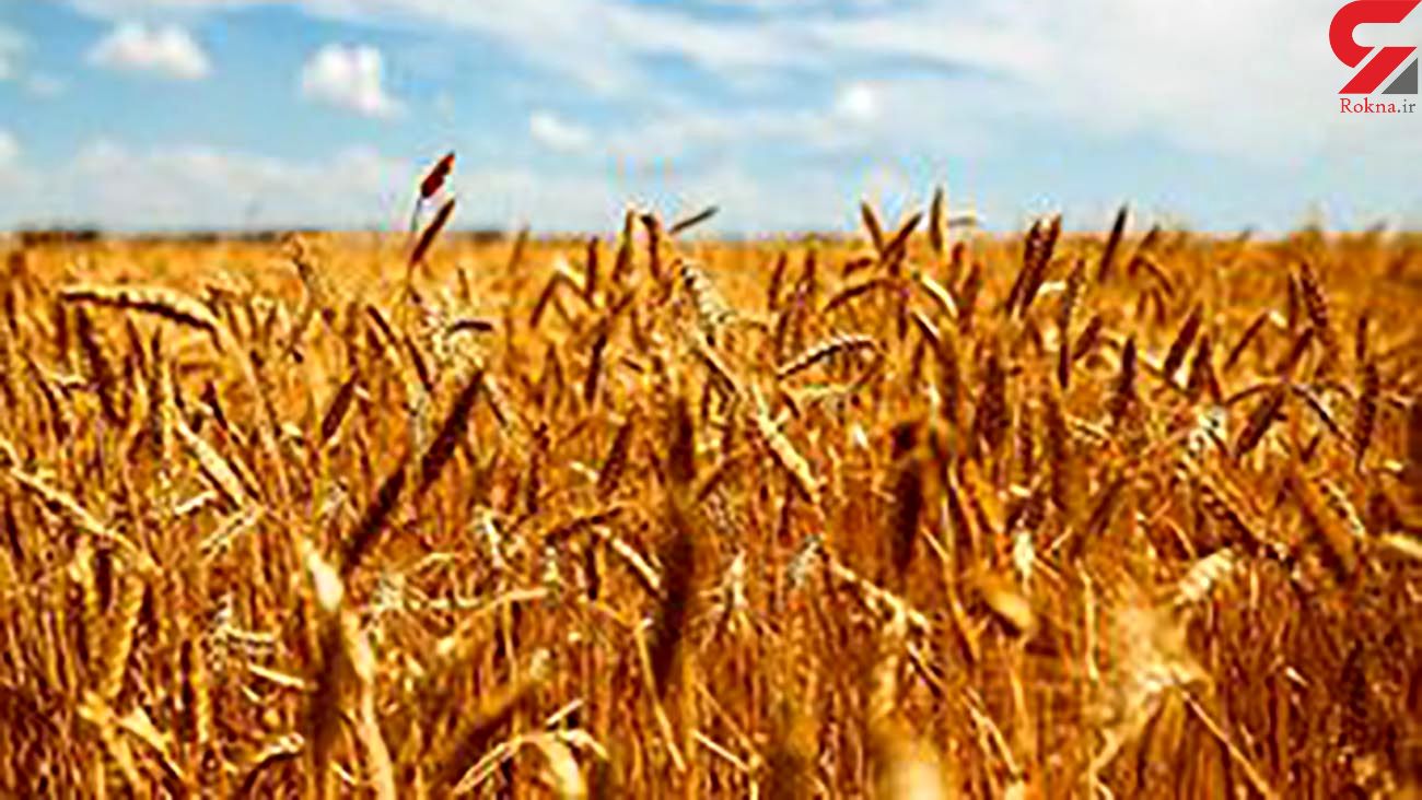 قیمت جهانی گندم کاهش یافته است