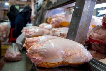 مدیرعامل اتحادیه مرغداران گوشتی: رکود در بازار مرغ ارتباطی به قدرت خرید مردم ندارد
