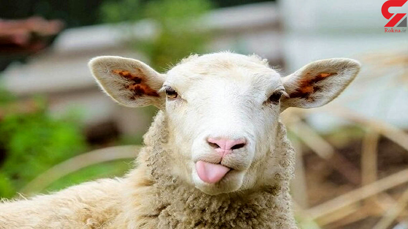 قیمت گوسفند قربانی اعلام شد
