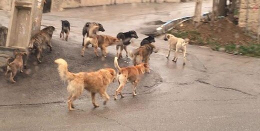 جولان ۴۰۰ هزار سگ ولگرد در تهران