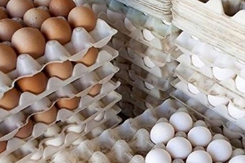 صادرات تخم‌مرغ عملاً متوقف شد