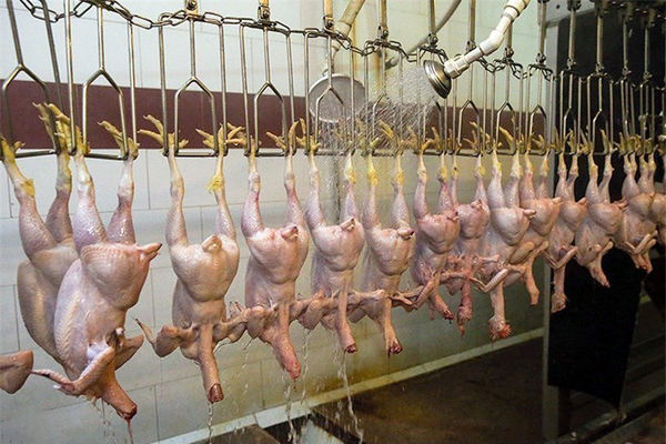 افزایش نرخ مرغ به ۶۵ هزار تومان/ مصرف مرغ ۲۰ درصد کاهش یافت