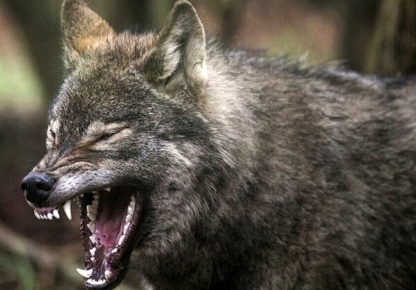 حمله خونین گرگاس به مردم یک روستا در سبزوار + جزییات