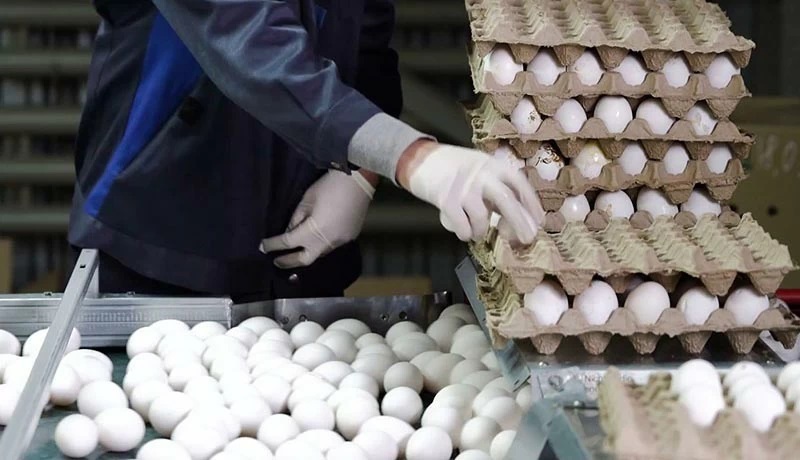 قیمت یک شانه تخم مرغ از صد هزار تومان گذشت / هر عدد تخم‌مرغ حدود ۳۵۰۰ تومان