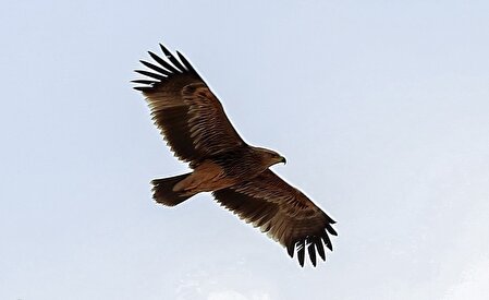 پرواز باشکوه عقاب‌ها بر فراز لواسانات/عکس