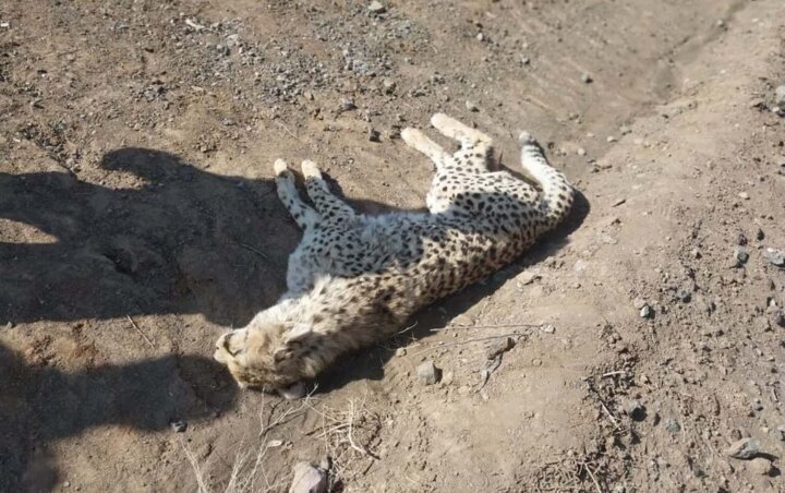 یک یوزپلنگ بر اثر تصادف در جاده میامی استان سمنان تلف شد