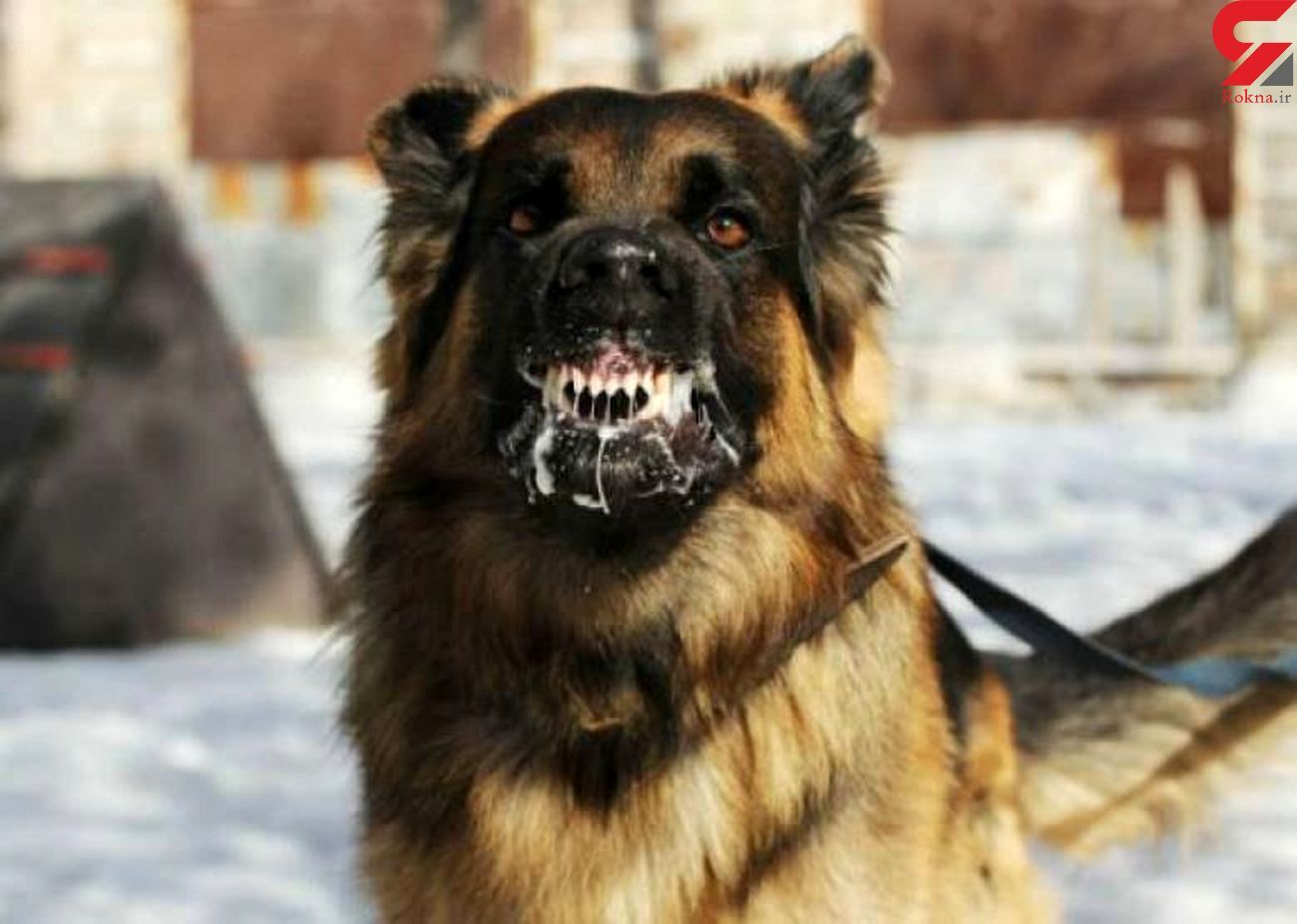 کشته شدن دانش آموز بیرجندی با حمله یک سگ / علت اصلی مرگ در دست بررسی است!