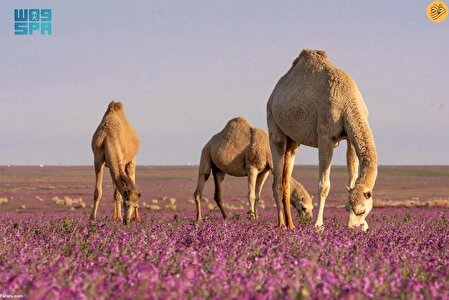 دشت اسطوخودوس و شترها در عربستان/عکس