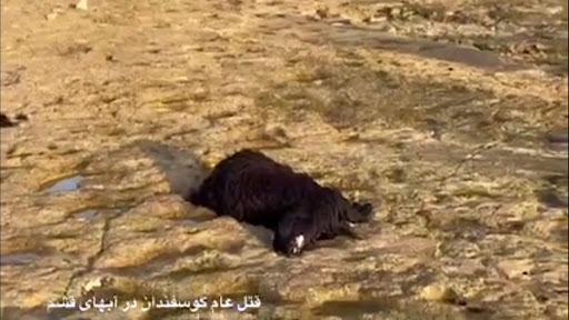 ماجرای قتل‌ عام عجیب گوسفندان در ساحل قشم