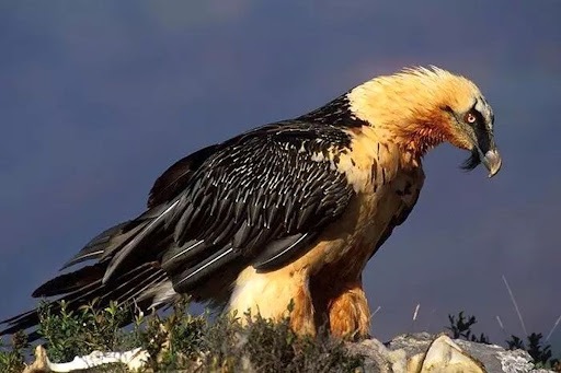 «همای سعادت» در طالقان دیده شد «همای سعادت» در طالقان دیده شد