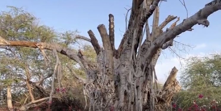 درخت ۵۰۰ ساله کیش را از بین بردند
