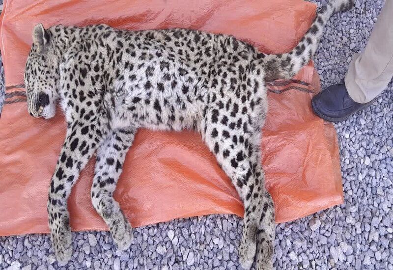 شلیک مستقیم علت مرگ