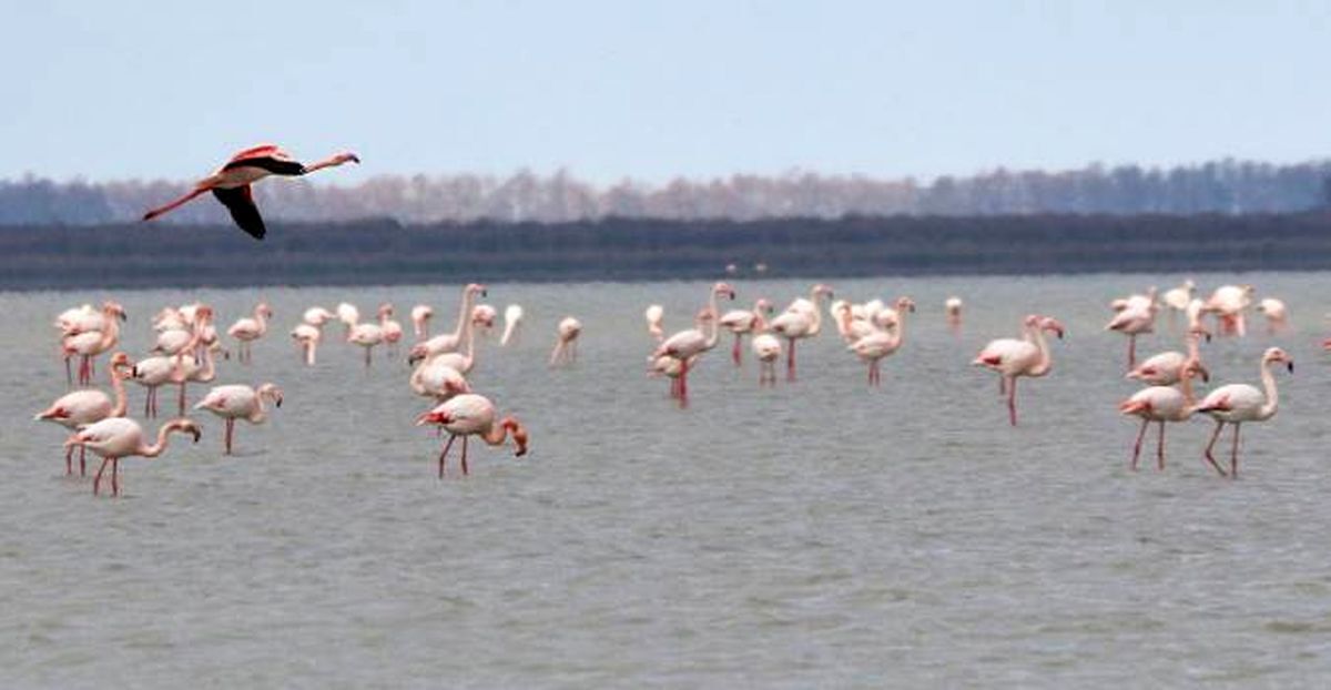 نگرانی تازه درباره محیط زیست میانکاله نگرانی تازه درباره محیط زیست میانکاله