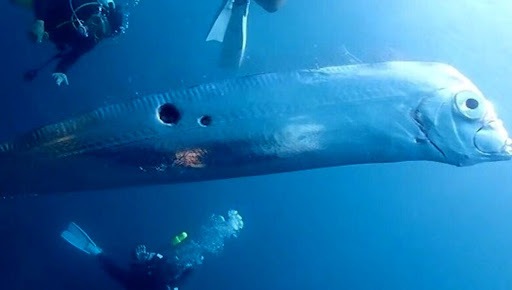 مواجهه غواصان با ماهی روز قیامت که از زلزله خبر می‌دهد!