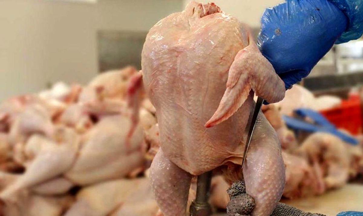 کاهش قیمت گوشت مرغ داخلی + جدول قیمت