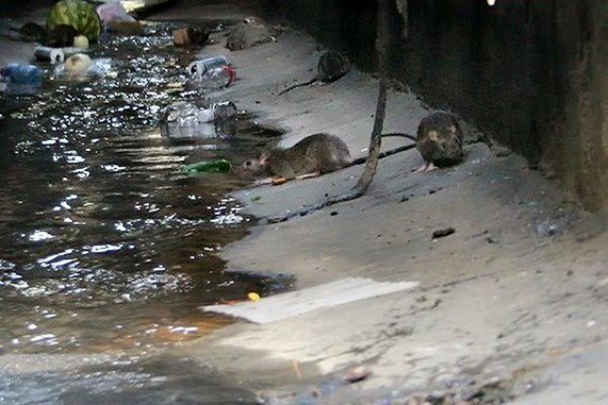 ازدیاد جمعیت «موش»های پایتخت