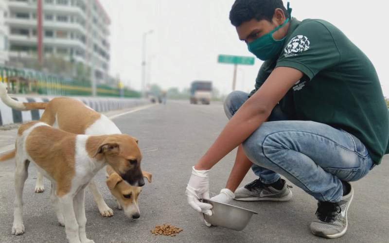 افزایش جمعیت حیوانات خیابانی در تهران