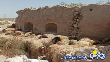 قیمت جدید دام‌ زنده ۱۳ بهمن‌ماه ۱۴۰۳ اعلام شد/ گوسفند و گوساله در تهران گران شد + جدول