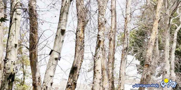 درخت‌کُشی در تهران از قیطریه تا ستارخان