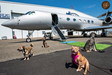 شرکت هواپیمایی در خدمت سگ‌های خانگی/عکس