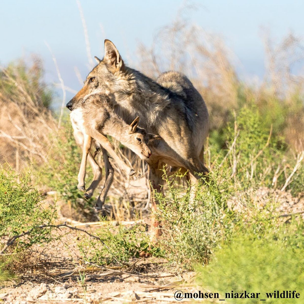 عکس کم‌نظیر از شکار یک گرگ خاکستری