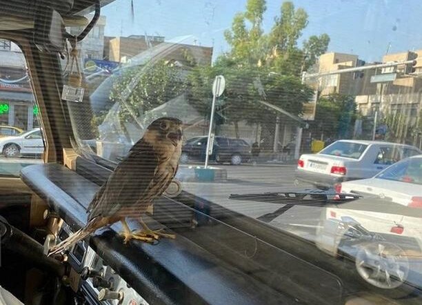 ثبت تصویر عجیب از یک پرنده شاهین در تهران